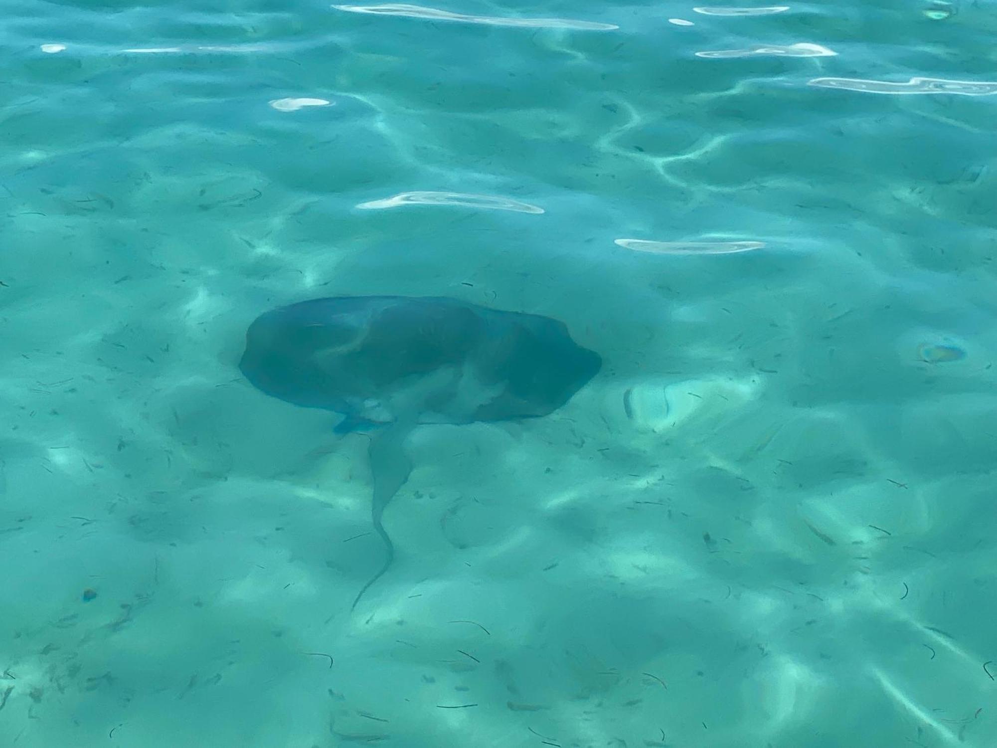 Dolphin Blue Paradise Bocas Town Kültér fotó